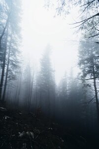 Trees plants foggy photo