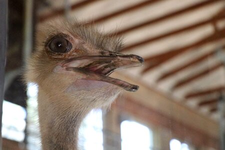 Animals expressions zoo photo