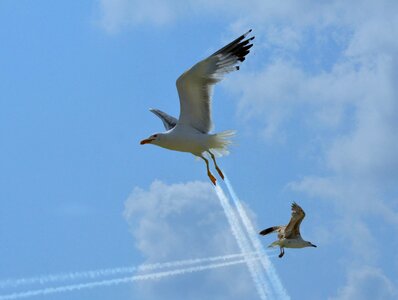 Sky flight cloud