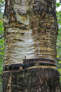 Nature wood tree photo