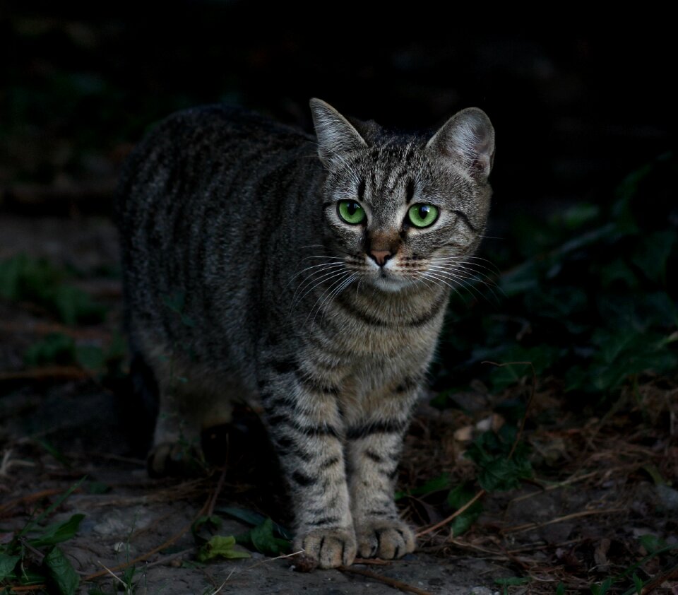 Green eyes leaves camouflage