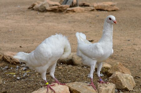 White birds couple photo