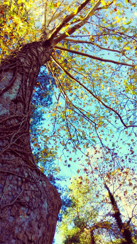 Tree big chiu