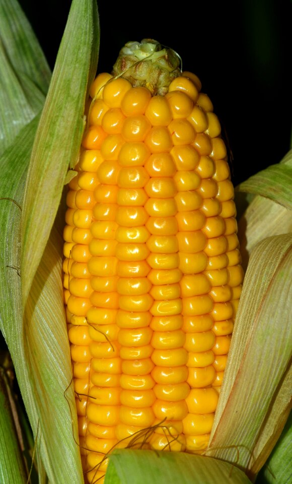 Vegetables cereals autumn