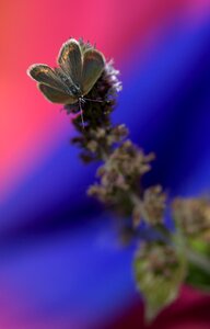 Insecta flower coloring photo