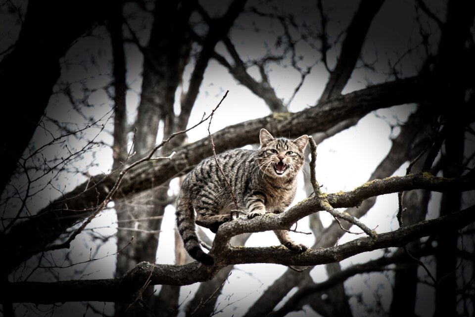 Animal mammal cat