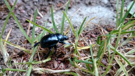 Beetle needle rollers earth