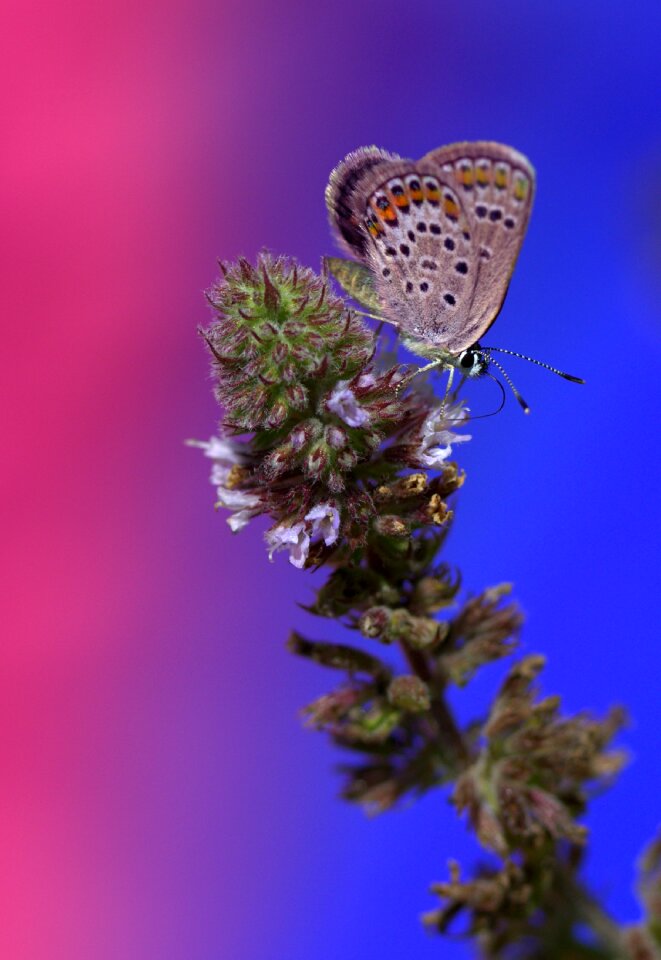 Insecta flower coloring