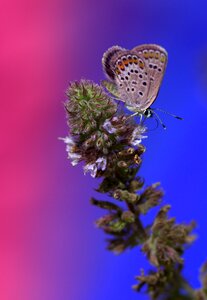 Insecta flower coloring