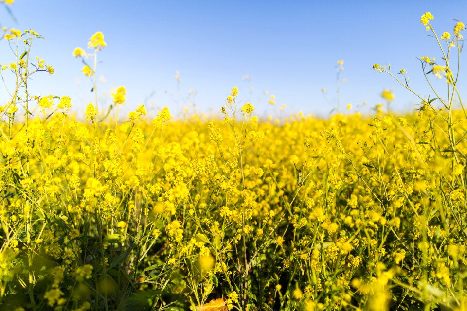 Field bed yellow