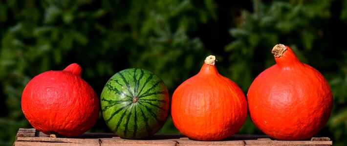 Header autumn decoration harvest