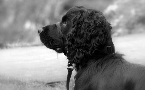 Spaniel animal pet