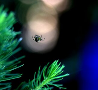 Hooked arachnid place