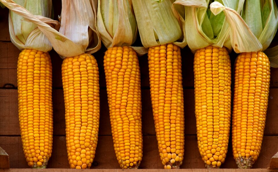 Vegetables nature corn kernels