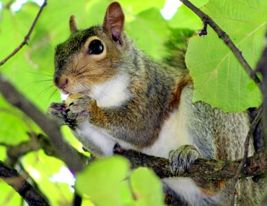 Squirrel animal nature