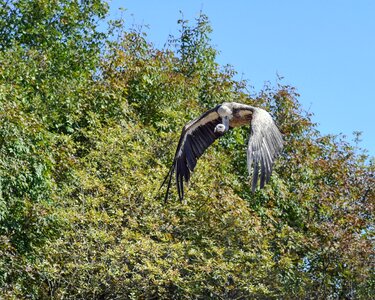 Bird scavenger griffon vulture photo