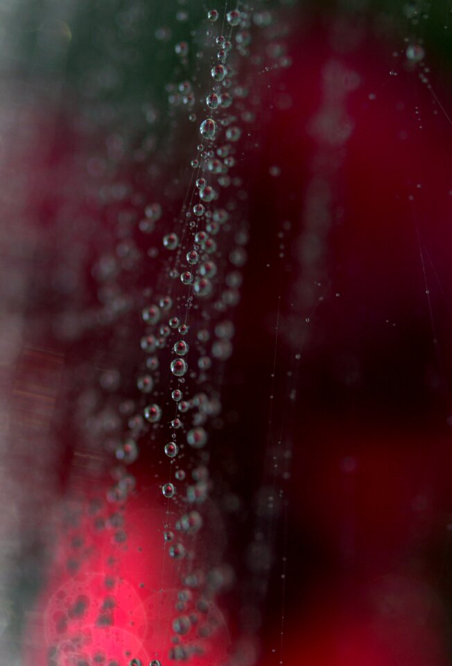 Dew place nature