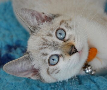 Cat eyes blue eyes domestic animal