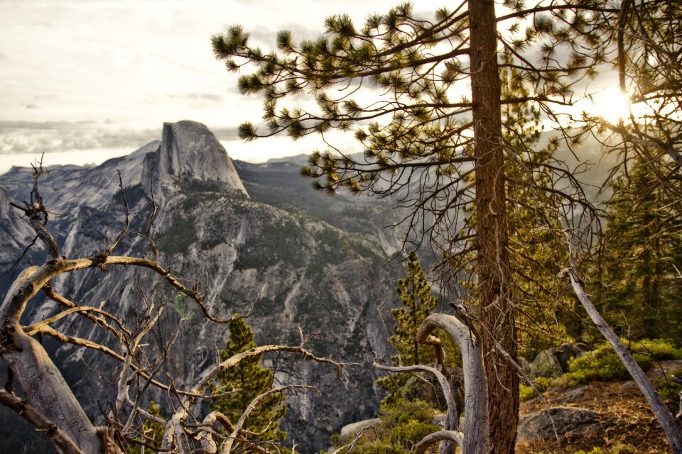 Wood outdoors yosemite