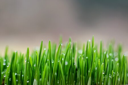 Spring dew Free photos