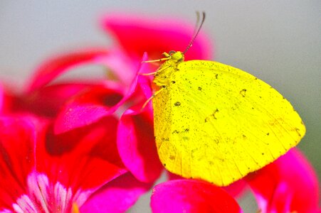 Insects affix wing