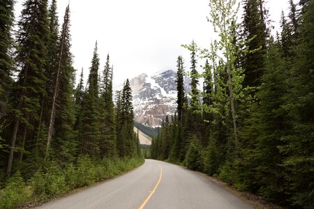 Nature forest mountain photo