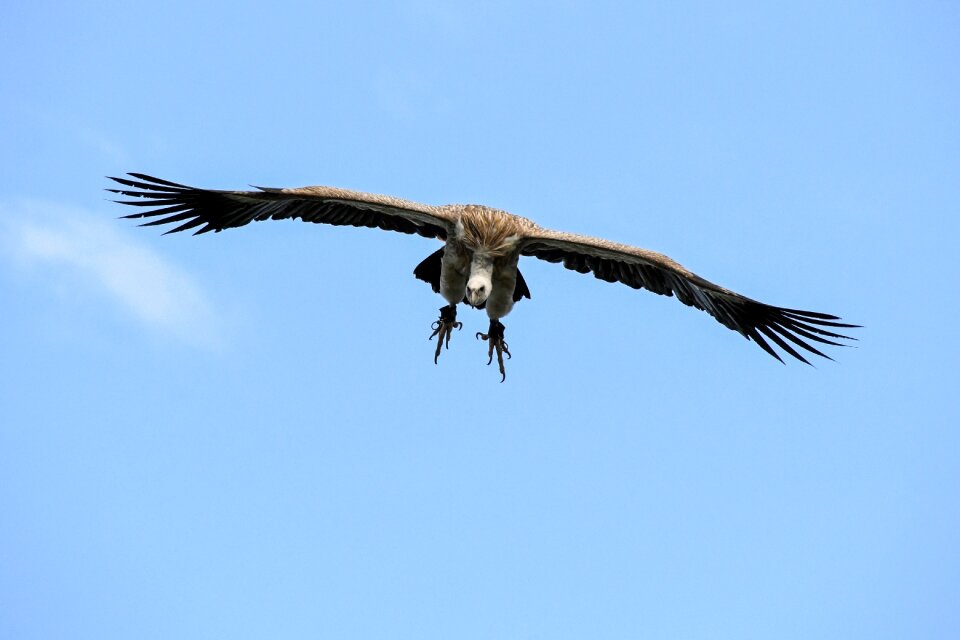 Raptor bird scavenger