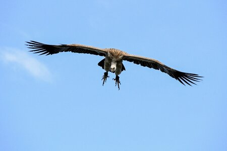 Raptor bird scavenger