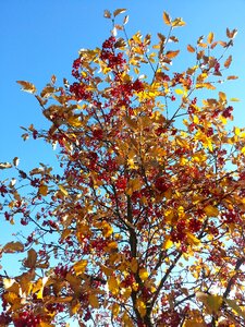 Fall colors branches sky photo