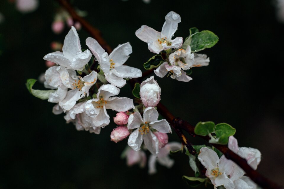 Blossoms nature plant