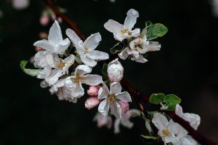 Blossoms nature plant