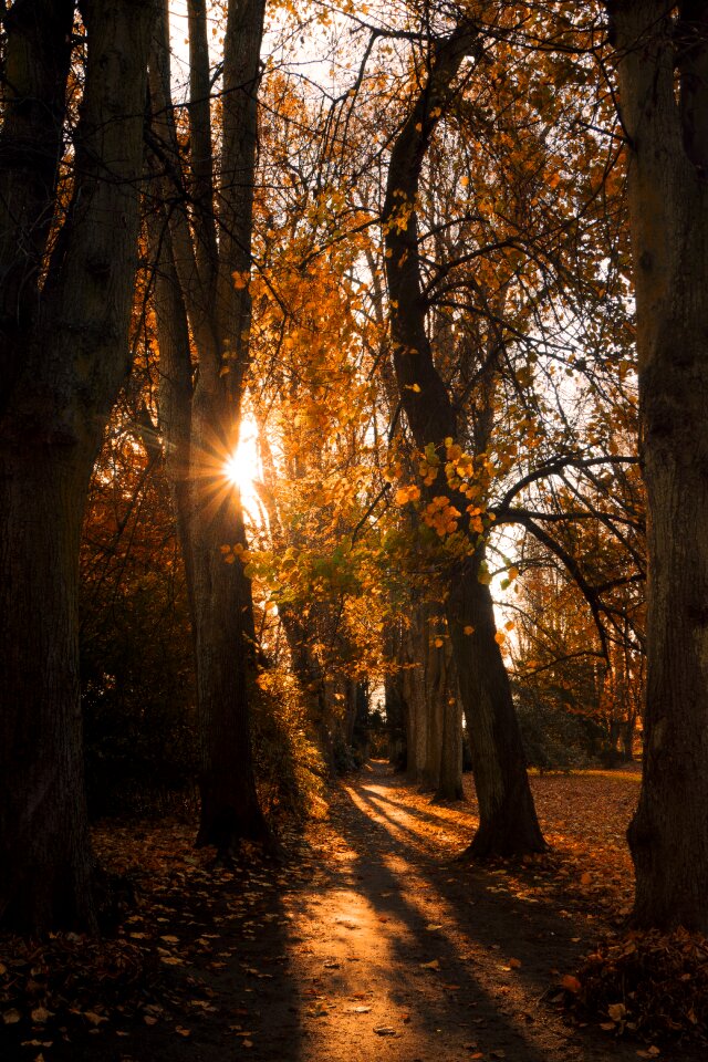 Trees nature scenic photo