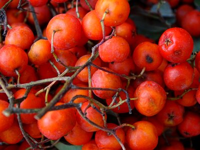 Orange berry choke berry sorbus aucuparia