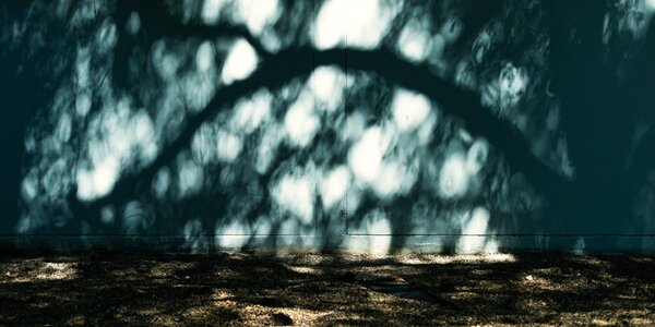 Sunlight wall tree