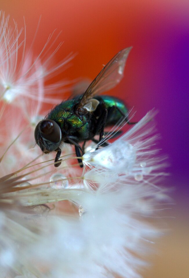Macro wet water