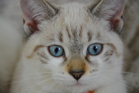 Cat eyes cute attaching