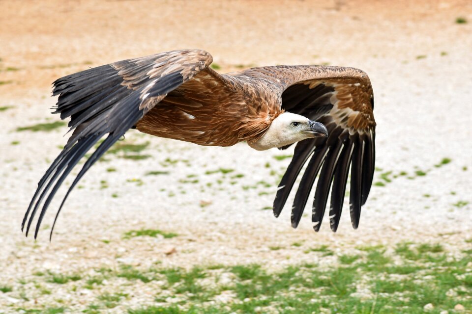 Raptor bird scavenger