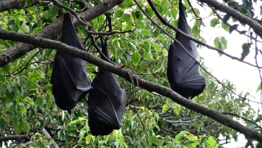 Leaf wood bats photo