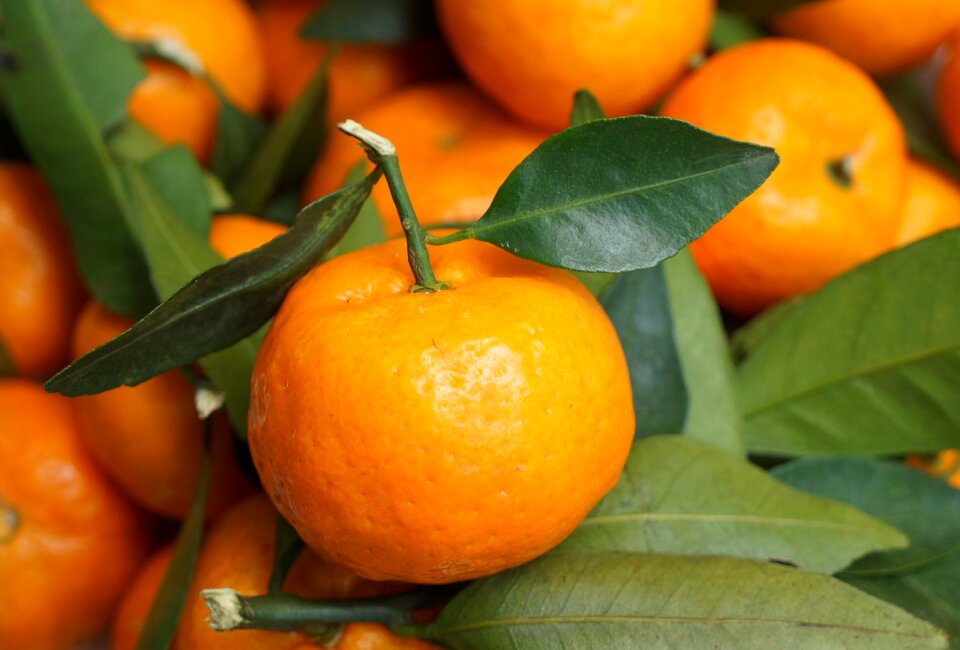 The harvest season vietnam orange