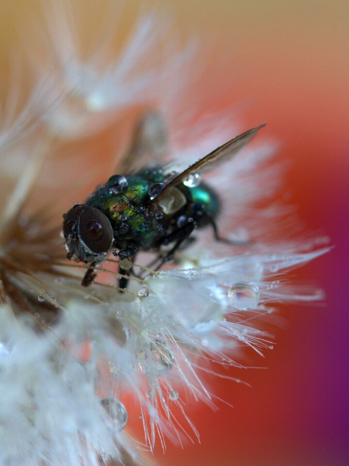 Macro wet water