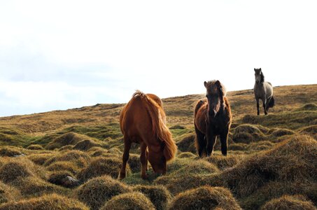 Manes grazing haystack