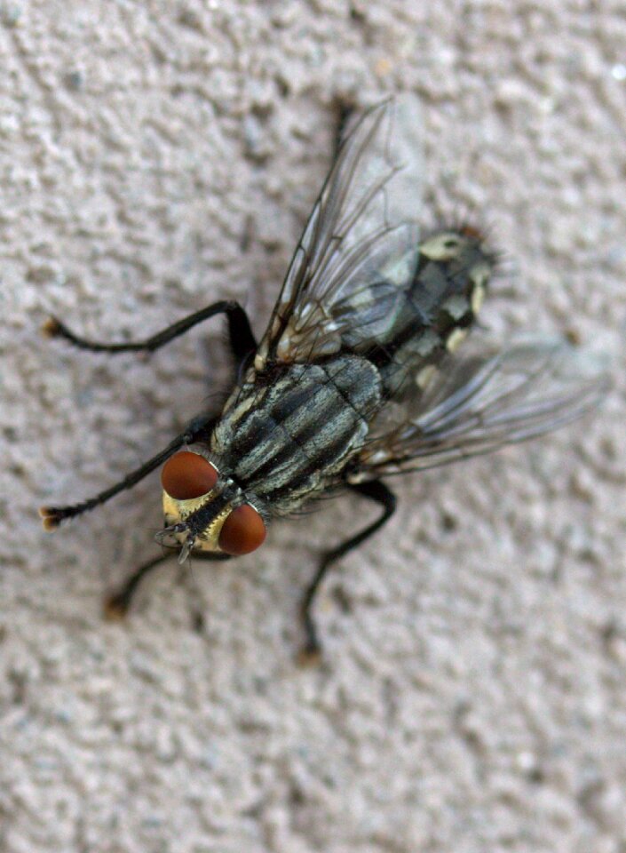 Fly insecta rest
