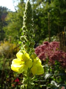 Large flowered mullein candles like inflorescence