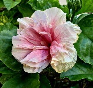 Ibisco garden pink petals