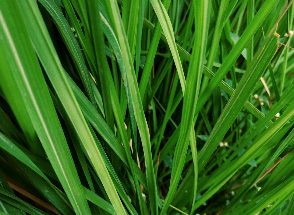 Meadow leaf fresh