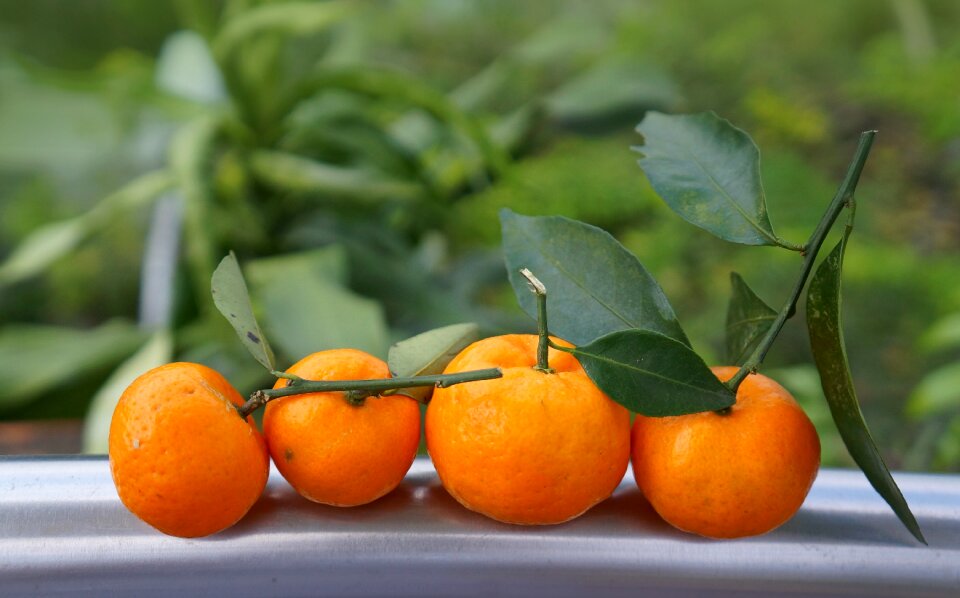 The harvest season vietnam orange