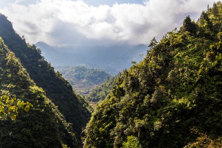 Panorama tree scenic nature
