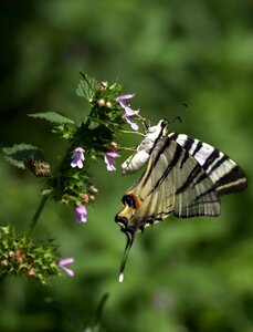 Insecta flower nature