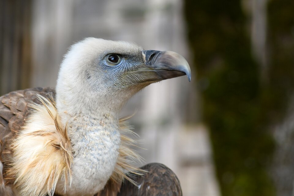Raptor bird scavenger