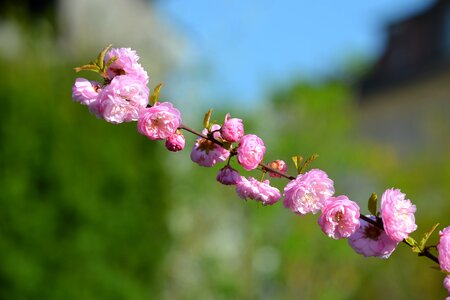 Nature almond blossom close up photo